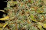 Obama Kush Feminisiert Saatgut - BULK x 100