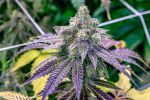 Fruity Pebbles Feminizowany Nasiona - BULK x 100