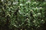 Garlic Breath Feminized Seeds - BULK x 100