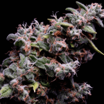 Hazy Kush S1 Feminised Seeds - 5