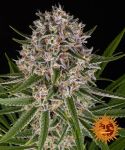 Lemon Haze Auto Feminisiert Samen