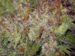 Sunset Sherbet Auto Feminized Seeds - BULK x 100