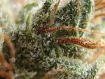 Sour Diesel FAST Feminized Seeds - BULK x 100