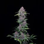 NYC Vapor Feminised Seeds