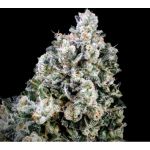 Papaya Candy Fast Feminized Seeds - 5