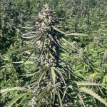 Pillsbury Droboy Feminised Seeds - 5