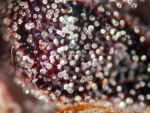 Pink Runtz Auto Feminized Seeds - BULK x 100