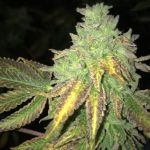 Shiloh Z Feminised Seeds - 5+1