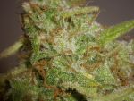 Slurricane Auto Feminisiert Saatgut - BULK x 100