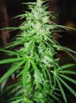 Sweet Island Skunk Regular Seeds - 12