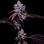 78 Tenzin #4 Regular Seeds - 11