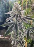 The Breath Regular Seeds - 12