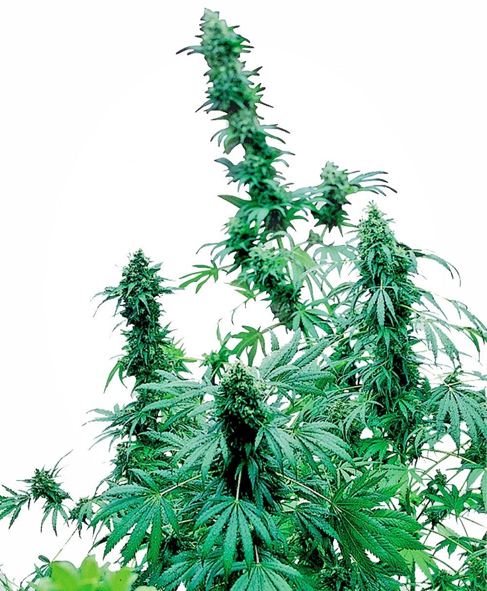 Fast Flowering