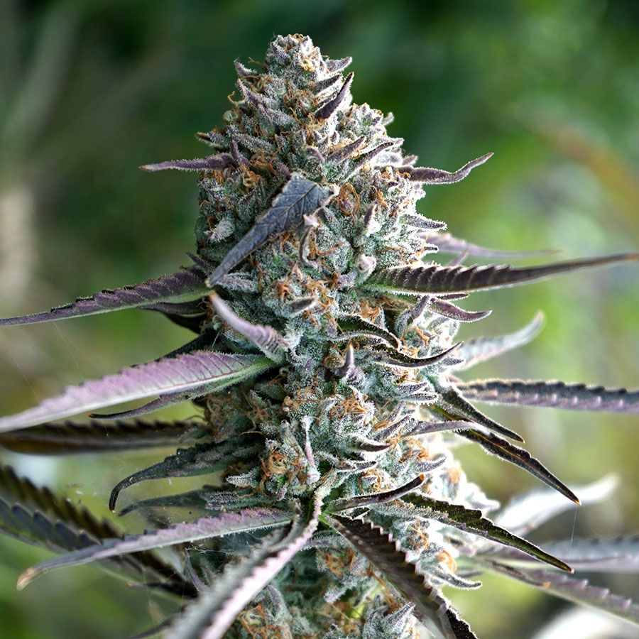 Candy Gas