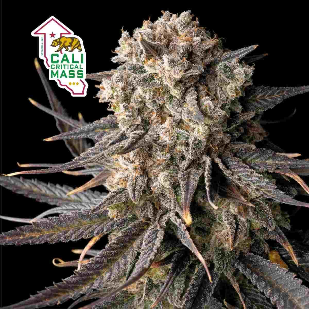High Yield