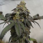 French Cookies 710 Special Pack Feminised Seeds - 6+1