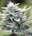 Magic Melon Feminised Seeds