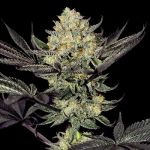 Face Mask Feminised Seeds - 5