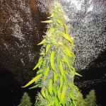 DRCH-ROCK-AUTO-FEM