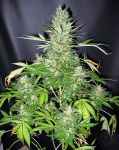 Master Kush x Skunk Régulier Graines - 18