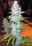 Black Widow Regular Seeds - 18