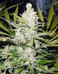 Super Silver Haze Regular Seeds - 18