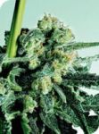Sensi Skunk Regular Seeds - 10