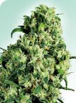 Skunk #1 Regular Seeds - 10