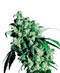 Super Skunk Regulär Samen - 10
