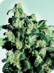 Super Skunk Regulär Samen - 10