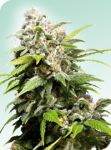 Californian Indica Regular Seeds - 10