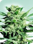 Shiva Skunk Regular Seeds - 10