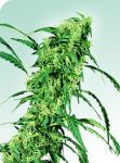 Fruity Juice Regular Seeds - 10