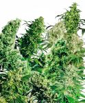 Indoor Mix Regular Seeds - 25