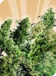 Indoor Mix Regular Seeds - 25