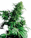 Shiva Shanti Regular Seeds - 10