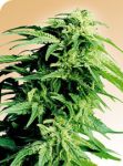 Hindu Kush Regular Seeds - 10