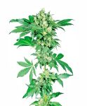 Afghani #1 Regular Seeds - 10