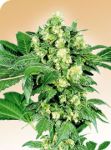 Afghani #1 Regular Seeds - 10