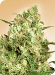 Maple Leaf Indica Regular Seeds - 10