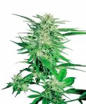 Big Bud Regulär Samen - 10