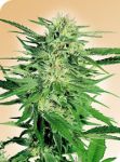 Big Bud Regulär Samen - 10