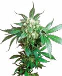 Black Domina Regular Seeds - 10