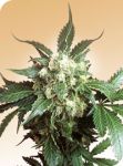 Black Domina Regular Seeds - 10