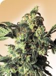 Northern Lights Regular Seeds - 10