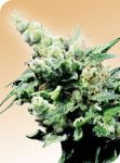 Hash Plant Regular Seeds - 10