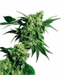 Mr Nice G13 x Hash Plant Regular Seeds - 10