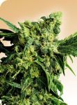 Mr Nice G13 x Hash Plant Regular Seeds - 10