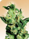 Jack Herer Regular Seeds - 10