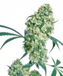 Ed Rosenthal Superbud Regulär Samen - 10
